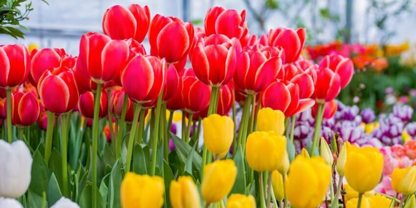 Собянин: В этом году Москву украсят около 56 млн цветов
