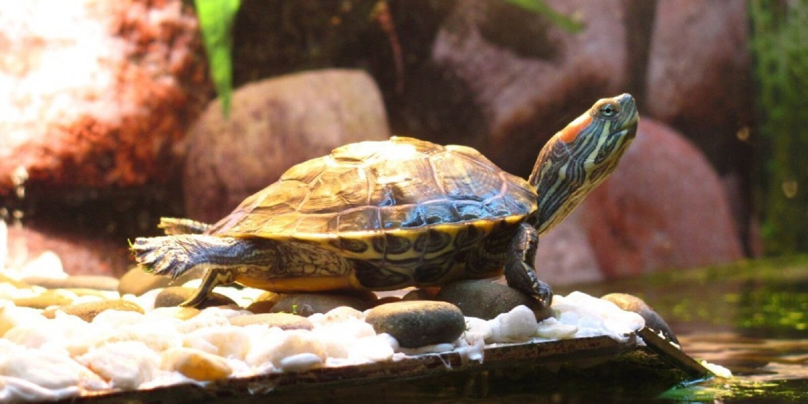 Черепаха в аквариуме уход. Красноухая черепаха. Аквариумная черепаха красноухая. Красноухая водоплавающая черепаха. Красноухая водяная черепаха.