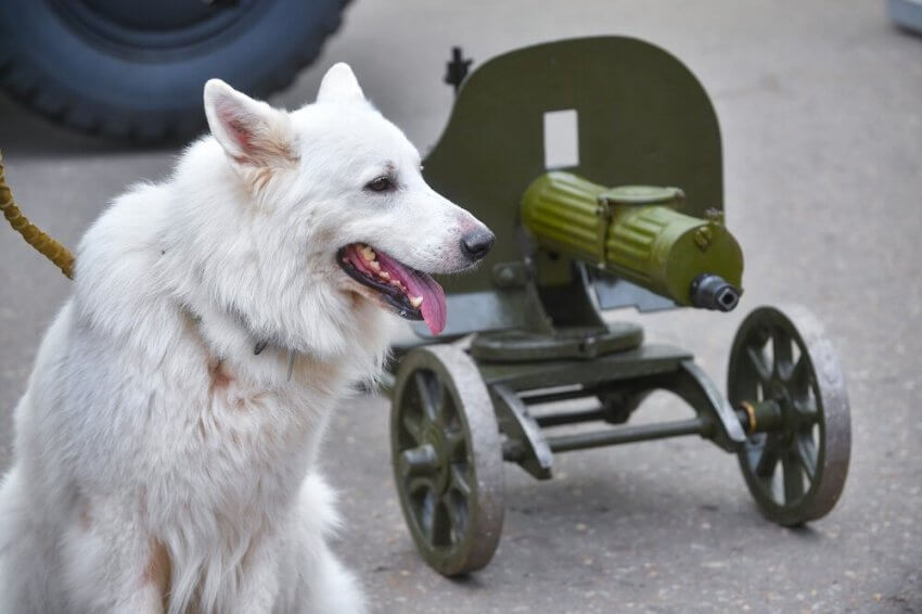 Энтузиасты проведут в Грачёвском парке «собачью» реконструкцию