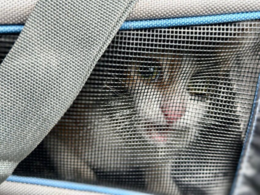 Спасатели на Дмитровском шоссе вернули кота-верхолаза хозяину