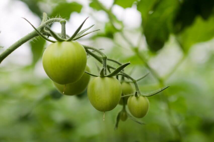 Студент Тимирязевки разработал умную систему выращивания овощей