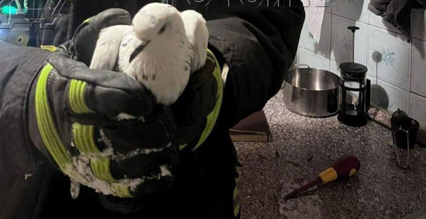 На Ленинградском шоссе спасатели освободили голубя