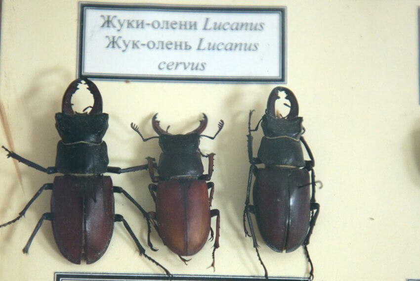 Самых необычных насекомых показывают в Тимирязевском