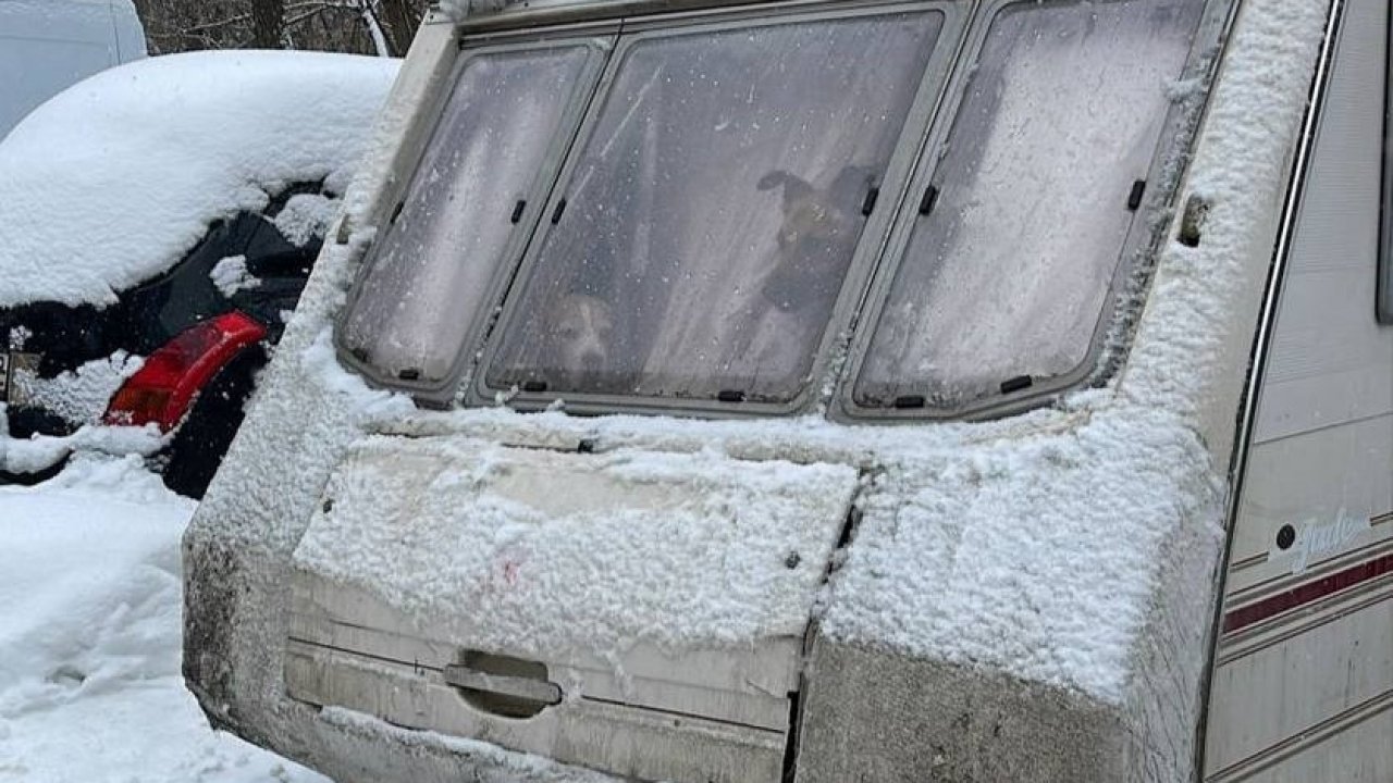 Пять собак обнаружили в автодоме на Бескудниковском бульваре | Север Столицы