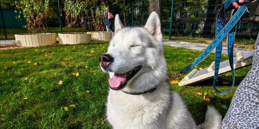 «Лето в Москве»: в столице пройдут показательные выступления служебных собак