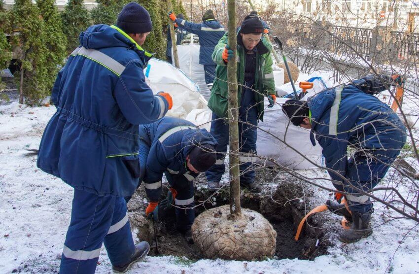 Более трехсот деревьев высадили на улице Дыбенко